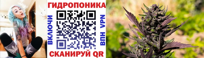 Шишки марихуана Amnesia  как найти закладки  Махачкала 